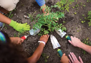 hands planting